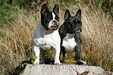 BOULEDOGUE FRANCAIS 1182